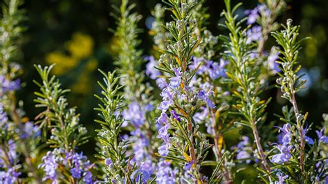 watering rosemary plants